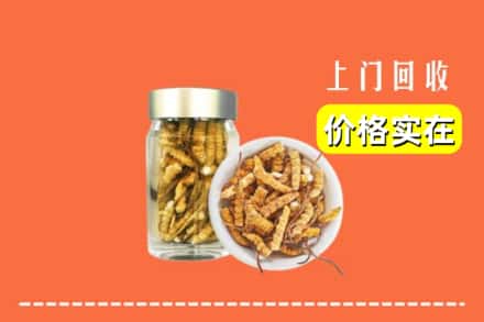 宜兴市回收散虫草